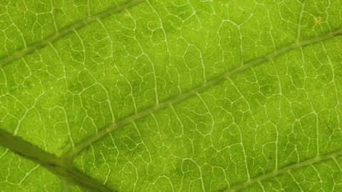 Cell Structure View of Leaf Surface Showing Plant Cells For Education. Gree.. Видео 304826494
