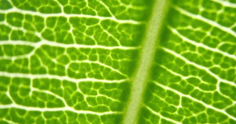 Cell Structure View of Leaf Surface Showing Plant Cells For Education. Leaf.. Stock Footage 308666435