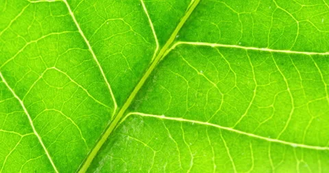 Cell Structure View of Leaf Surface Showing Plant Cells For Education. Leaf.. Stock Footage 309033744