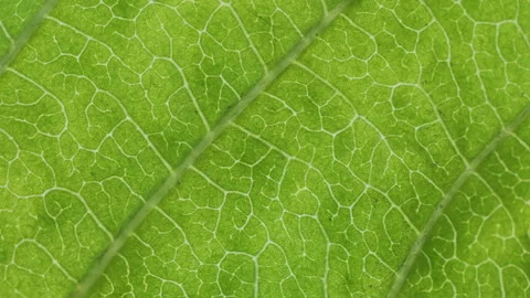 Cell Structure View of Leaf Surface Showing Plant Cells For Education. Gree.. Stock-Footage 316175120