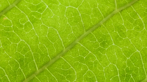 Cell Structure View of Leaf Surface Showing Plant Cells For Education. Gree.. Stock Footage 340633428