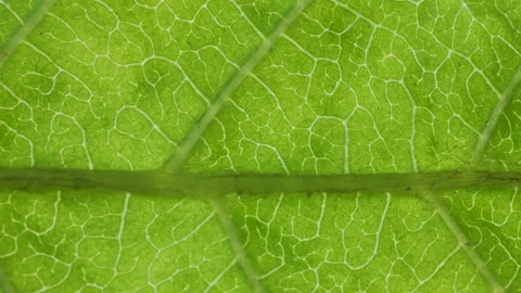 Cell Structure View of Leaf Surface Showing Plant Cells For Education. Gree.. Stock Footage 340633775