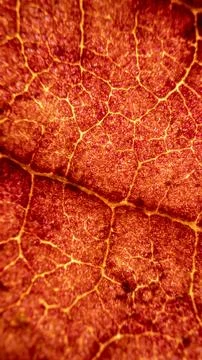 Cell Structure View of Orange Leaf Surface Showing Plant Cells For Educatio.. Stock Photos