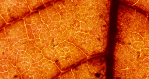 Cell Structure View of Red Leaf Surface Showing Plant Cells For Education. .. Stock Footage 333326905