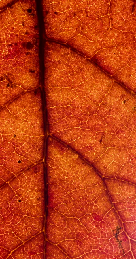 Cell Structure View of Red Leaf Surface Showing Plant Cells For Education. .. Stock Footage 333327486