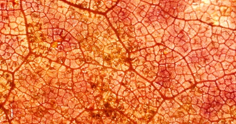 Cell Structure View of Red Leaf Surface Showing Plant Cells For Education. .. Stock Footage 333327624