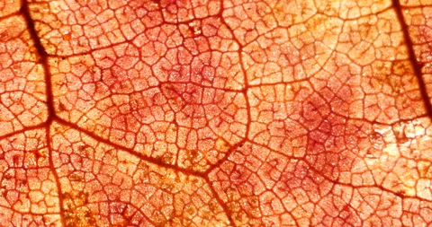Cell Structure View of Red Leaf Surface Showing Plant Cells For Education. .. Stock Footage 334722945