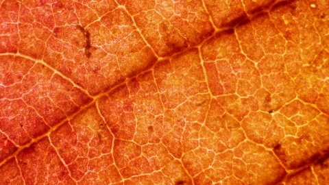 Cell Structure View of Red Leaf Surface Showing Plant Cells For Education. .. Stock Footage 337120688