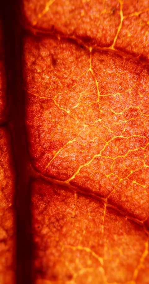 Cell Structure View of Red Leaf Surface Showing Plant Cells For Education. .. Stock Footage 338184769