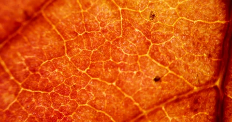 Cell Structure View of Red Leaf Surface Showing Plant Cells For Education. .. Stock Footage 340410863