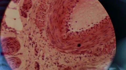The Cell Tissue Under a Microscope Stock Footage 58284879