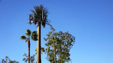 Cell Tower Camouflaged As Palm Tree Stock Footage 59821362