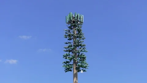 Cell Tower Disguised as a Tree Stock Footage 115926775