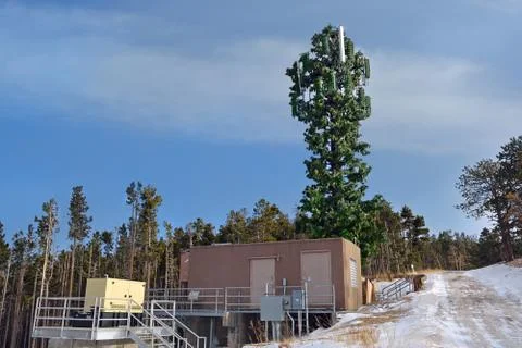 Cell Tower Disguised as a Tree Stock Photos