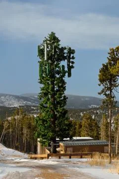 Cell Tower Disguised as a Tree Stock-Fotos