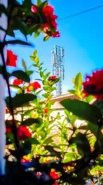 Cell Tower Surrounded by Vibrant Blossoming Flowers Stock Photos