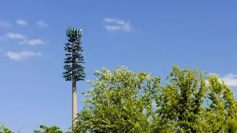 Cell Tower Tree surrounded by real trees Video stock 115854860