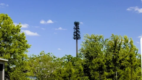 Cell Tower Tree trying to blend in Stock Footage 116651110