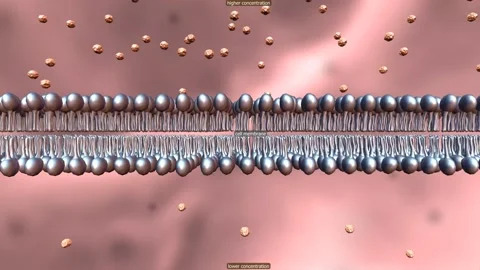 Cell transport refers to the movement of substances across the cell membrane. Vidéo 229945492