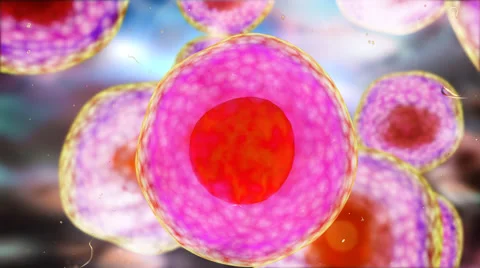 Cell under the microscope Stock Footage 58769360