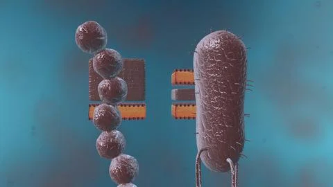 A cell wall is a structural layer surrounding some types of cells, just outsi イラスト素材