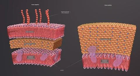 A cell wall is a structural layer surrounding some types of cells, just outsi イラスト素材
