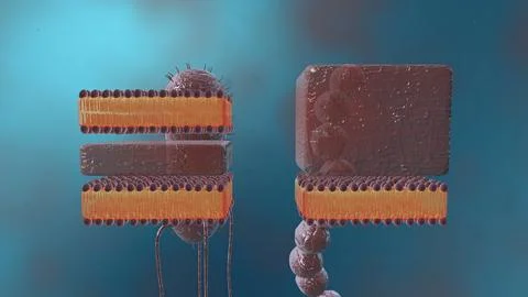 A cell wall is a structural layer surrounding some types of cells, just outsi Stock Illustration