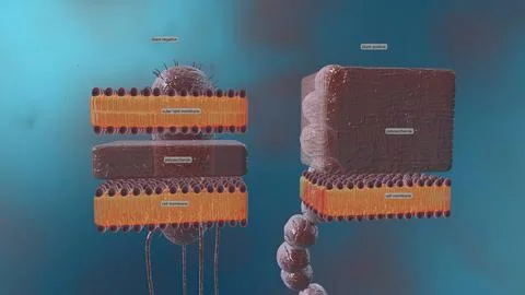 A cell wall is a structural layer surrounding some types of cells, just outsi イラスト素材