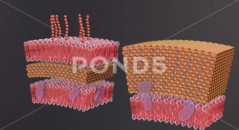 A cell wall is a structural layer surrounding some types of cells, just ...