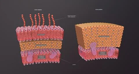 A cell wall is a structural layer surrounding some types of cells, just outsi イラスト素材