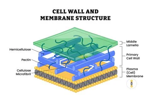 Cell wall structure anatomy with plant cellular parts, labeled model compon.. Stock Illustration