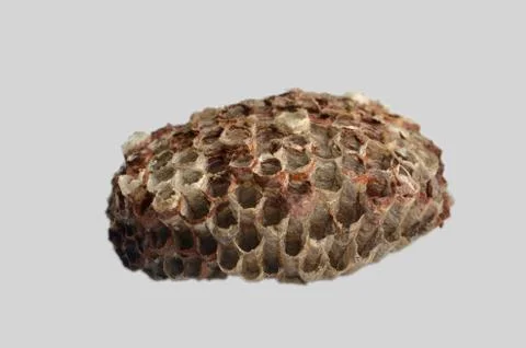 Cell wasps Stock Photos