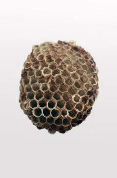 Cell wasps Stock Photos