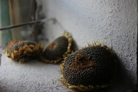 Cellar door Stock Photos