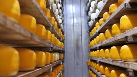 Cellar shelving with maturing hard cheese, food processing, in storage room Stock Footage 134456718