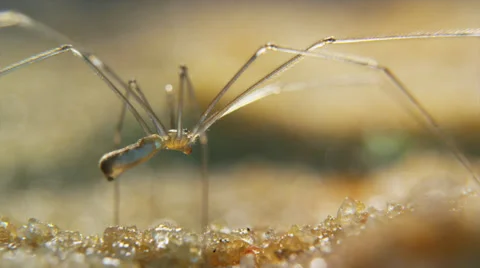 Cellar spider being still Stock Footage 32376221