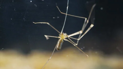 Cellar spider from beneath macro slowmo Stock Footage 32376330