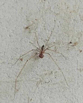 Cellar Spider Carrying Eggs on White Wall Stock Photos
