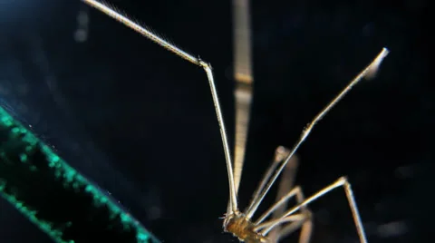 Cellar spider climbing 2 Stock Footage 32375708