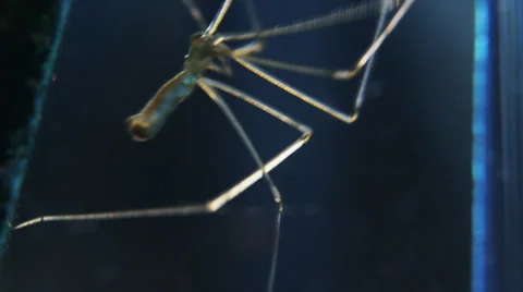 Cellar spider climbing close Stock Footage 32374509