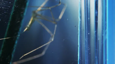 Cellar spider climbing Stock Footage 32374618
