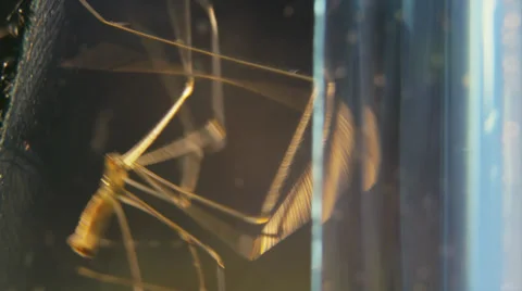Cellar spider climbing on glass side view Stock Footage 32376278