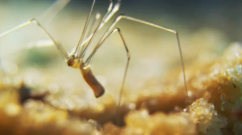 Cellar spider CU Stock Footage 32375088