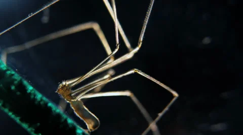 Cellar spider cu side Stock Footage 32375767
