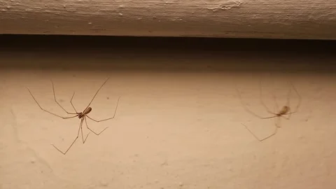 Cellar spider dances, bounce. Spiders dance to scare away enemies and to mate. Stock Footage 290122431