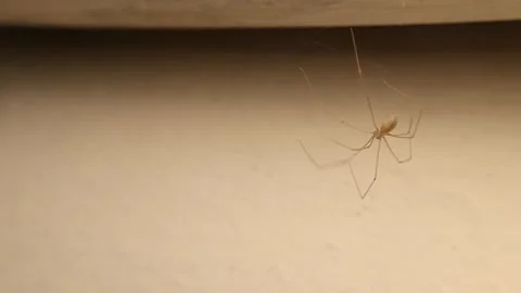 Cellar spider dances, bounce. Spiders dance to scare away enemies and to mate. Stock-Footage 290157322