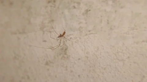 Cellar spider eats its prey (pillbug) Spider moving isolated on white background Stock Footage 162227334