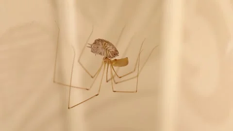 Cellar spider eats its prey (pillbug) Spider moving isolated in a deserted place Stock Footage 255920317
