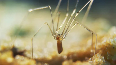 Cellar spider eyes Stock Footage 32374872