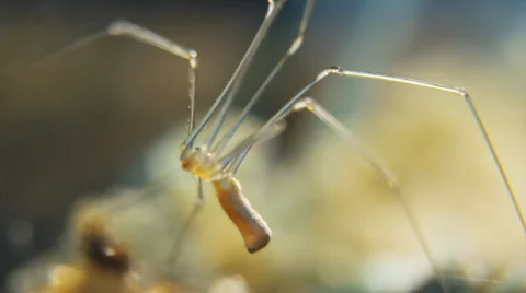 Cellar spider face Stock Footage 32376078